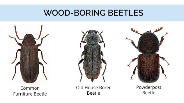 Wood Borer Beetles Pest Various Color