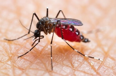Mosquito Pest Control Mumbai