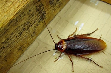Cockroah Pest Control in Mumbai