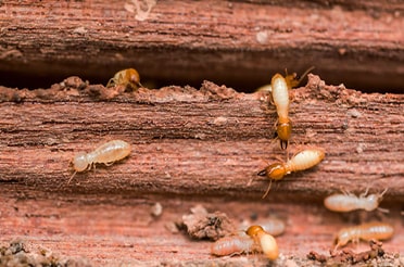 Construction Termite Pest Control