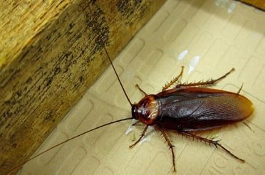 Cockroach Pest Control Services 