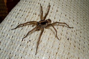 Spider Pest Control Services