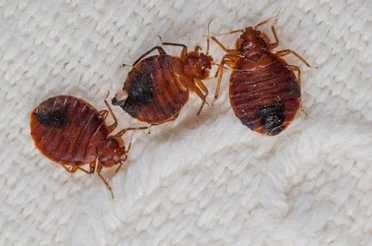 Bed Bugs Pest Control in Mumbai