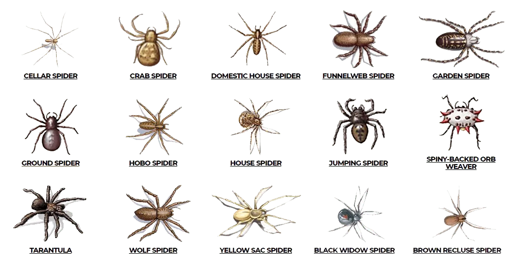Check here are various types of spiders such as Cellar spider, crab spider, domestic house spider, house spider, jumping spider, tarantula and so on.