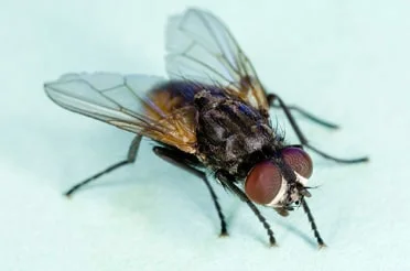 house-fly-pest-control