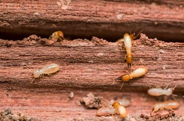 Termite Pest Control Services in Mumbai